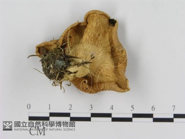 登錄號:F0013380藏品圖，第3張