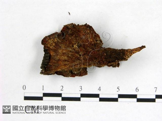 登錄號:F0008026藏品圖，第3張