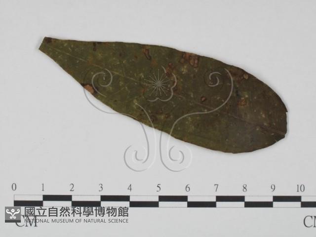 登錄號:F0019206藏品圖，第3張