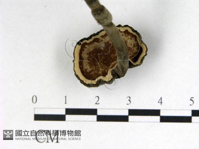 登錄號:F0008406藏品圖，第3張