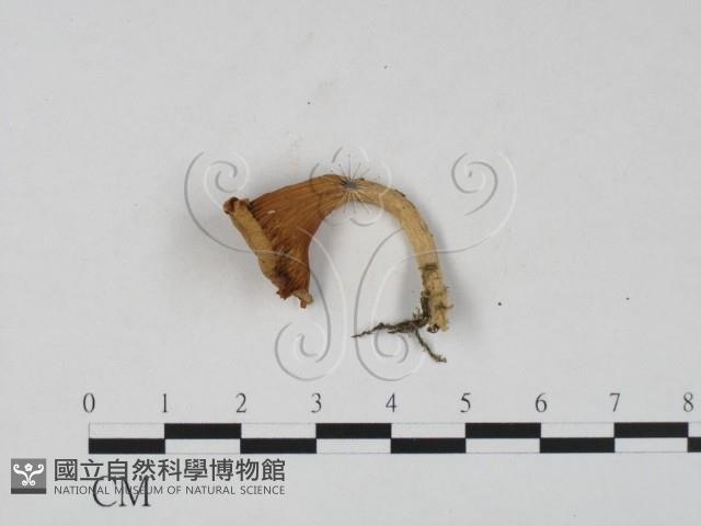雞油菌屬藏品圖，第3張