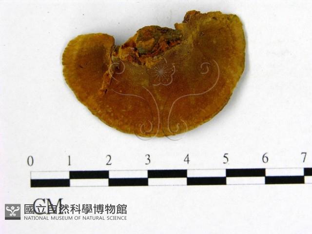 登錄號:F0009506藏品圖，第3張