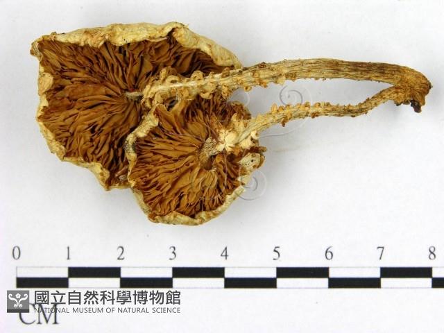 登錄號:F0008106藏品圖，第3張