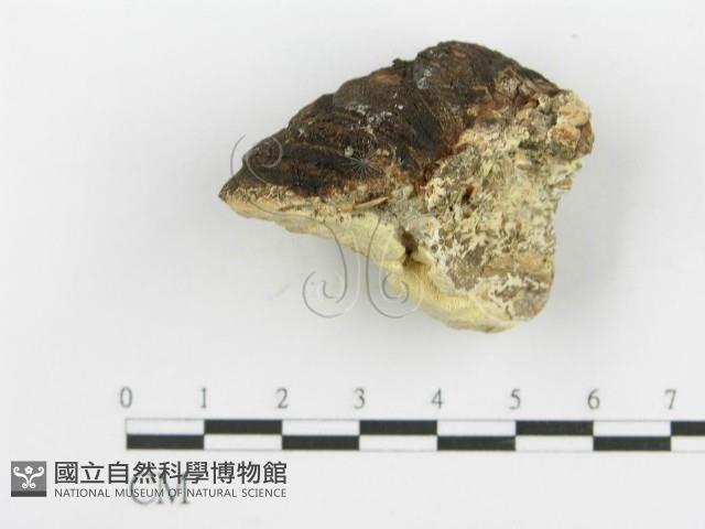 登錄號:F0006106藏品圖，第3張