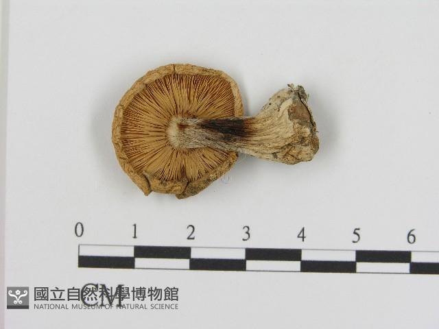 登錄號:F0017106藏品圖，第3張