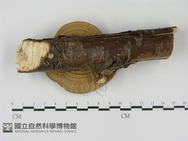 蜂窩菌屬藏品圖，第3張