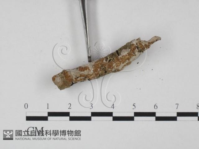 登錄號:F0015106藏品圖，第3張