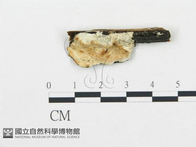 登錄號:F0008006藏品圖，第3張