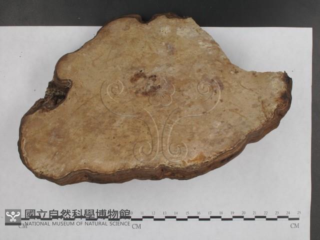 登錄號:F0016006藏品圖，第3張