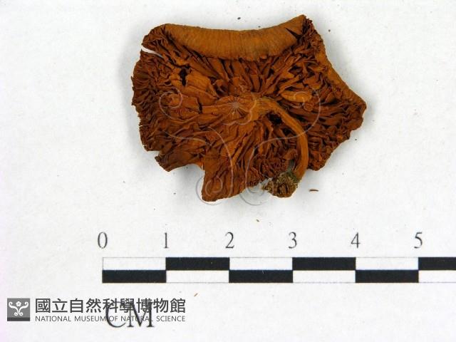 登錄號:F0002006藏品圖，第3張