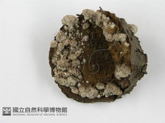 登錄號:F0017006藏品圖，第3張