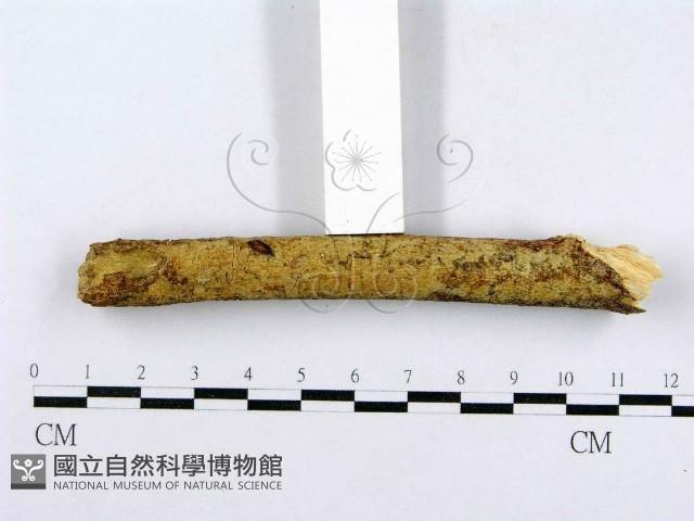 射脈菌屬藏品圖，第3張