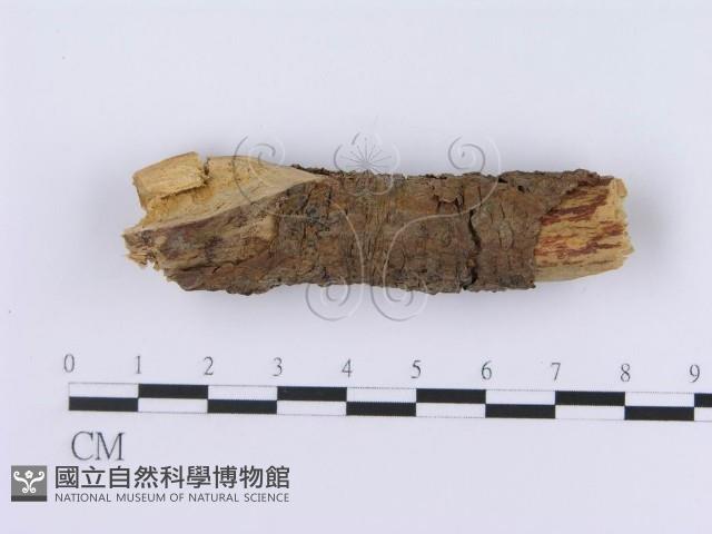 登錄號:F0003006藏品圖，第3張