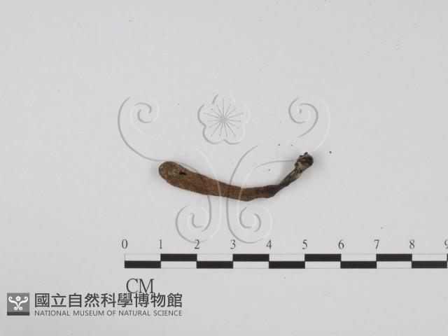 炭角菌屬藏品圖，第3張