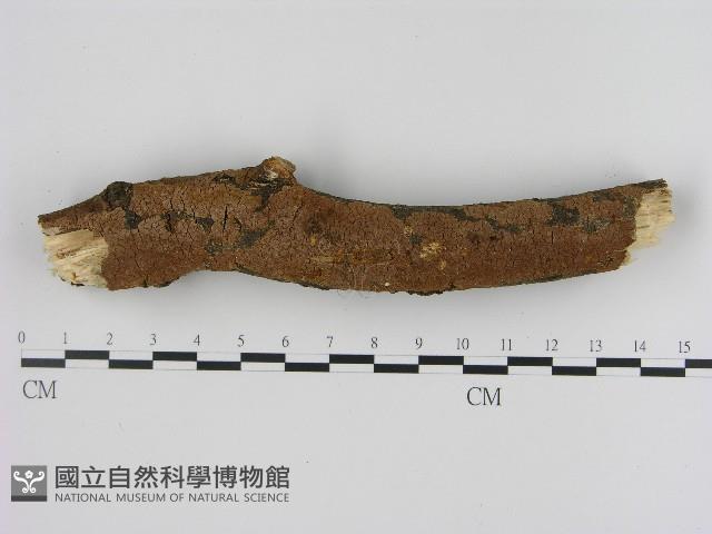 刺革菌屬藏品圖，第3張