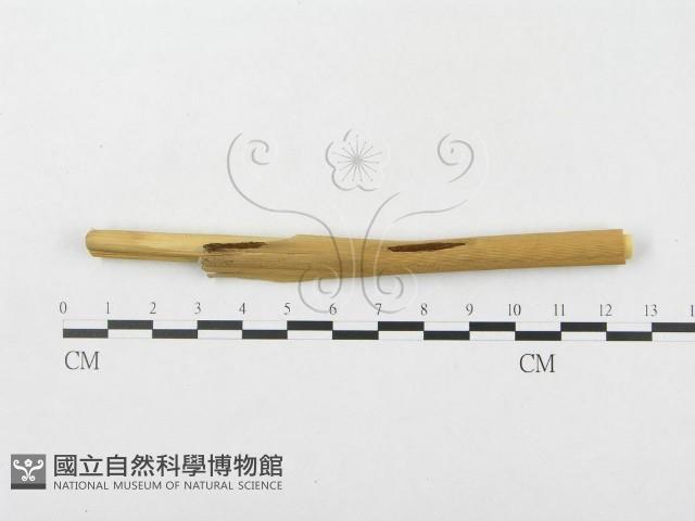 登錄號:F0019306藏品圖，第1張