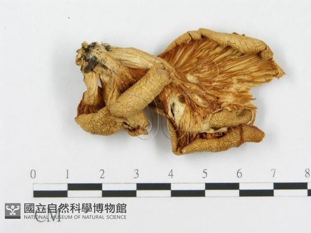 登錄號:F0008116藏品圖，第3張