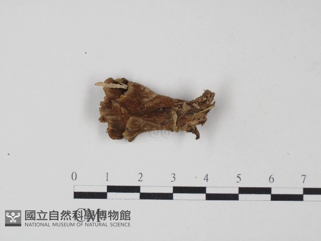 革菌屬藏品圖，第3張