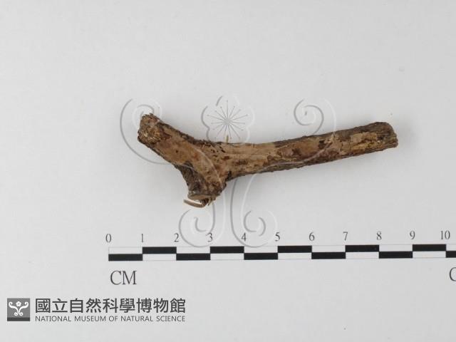 登錄號:F0005116藏品圖，第1張