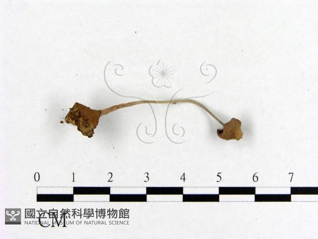 小菇屬藏品圖，第3張