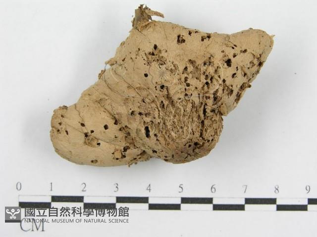 登錄號:F0001016藏品圖，第3張