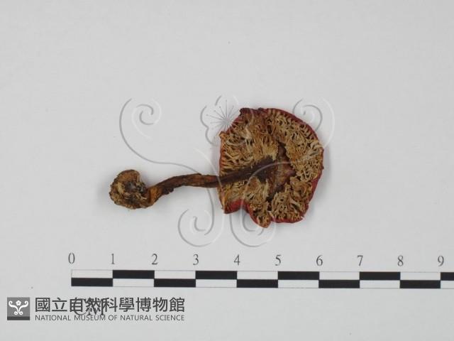 紅菇屬藏品圖，第3張