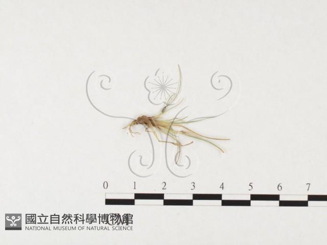 登錄號:F0026296藏品圖，第1張
