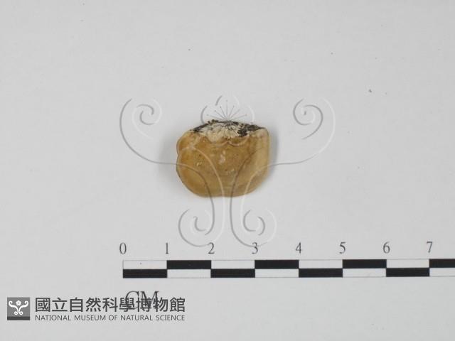 登錄號:F0006296藏品圖，第3張