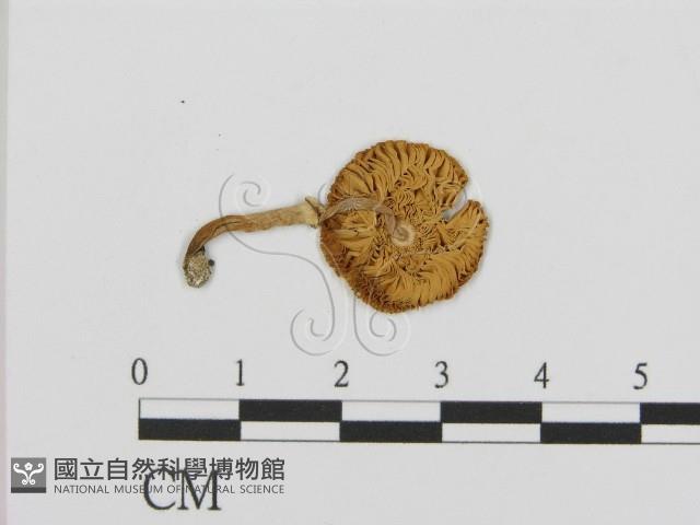 登錄號:F0016296藏品圖，第3張