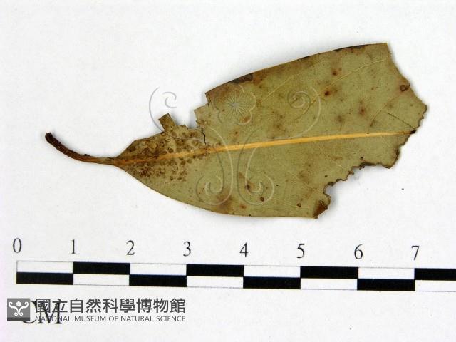 登錄號:F0021296藏品圖，第3張