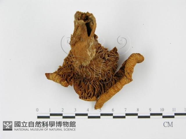 登錄號:F0014296藏品圖，第3張