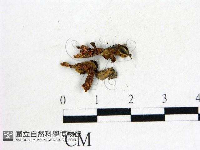 登錄號:F0022296藏品圖，第3張