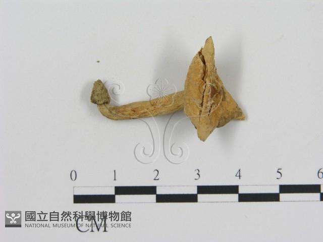 登錄號:F0002296藏品圖，第3張
