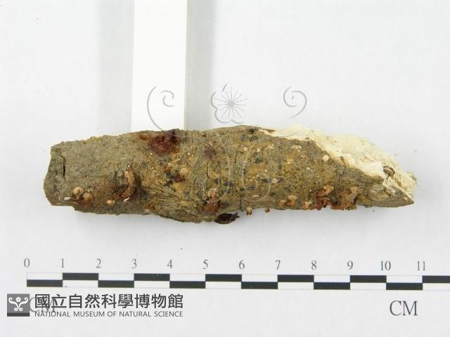 登錄號:F0012296藏品圖，第3張