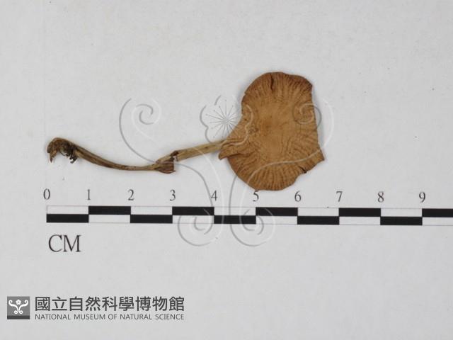 登錄號:F0027296藏品圖，第3張