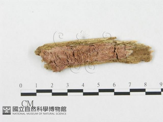 登錄號:F0017296藏品圖，第1張