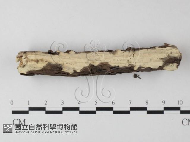 革墊菌屬藏品圖，第3張