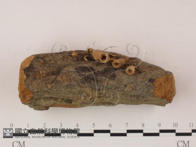 登錄號:F0005296藏品圖，第3張