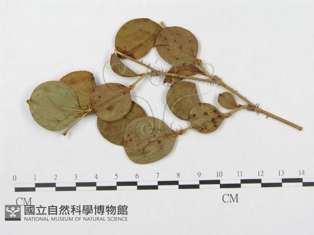 登錄號:F0019296藏品圖，第1張