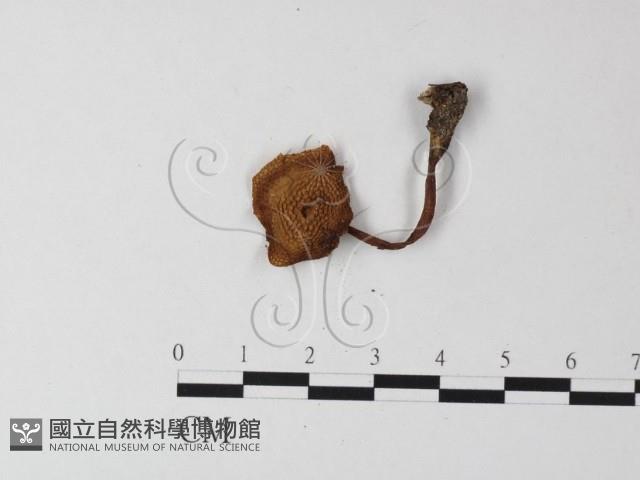 登錄號:F0023296藏品圖，第3張