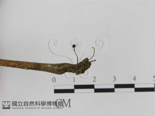 小皮傘屬藏品圖，第3張