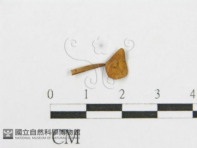 登錄號:F0013296藏品圖，第3張