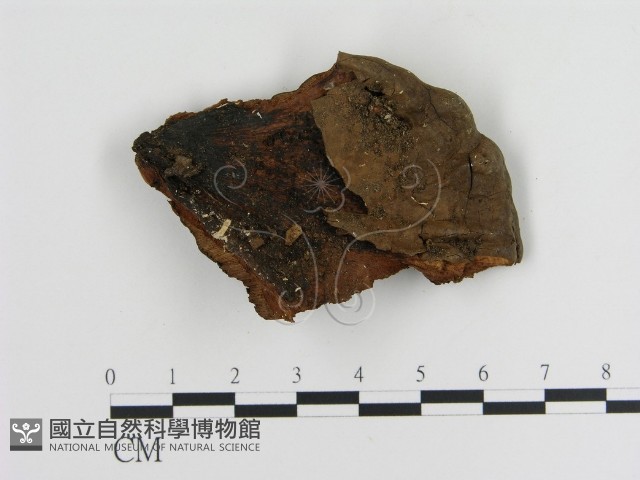 登錄號:F0006896藏品圖，第3張