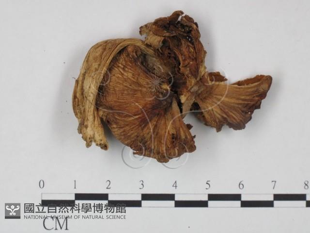 登錄號:F0021896藏品圖，第3張