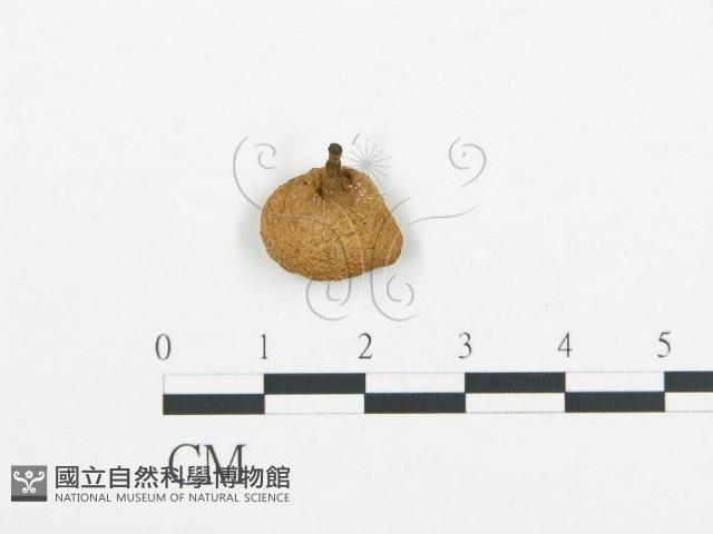 登錄號:F0004896藏品圖，第3張