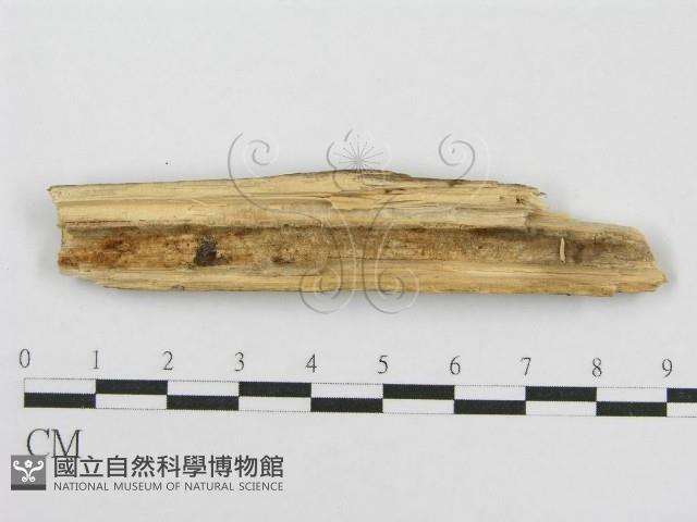 筍殼菌屬藏品圖，第3張