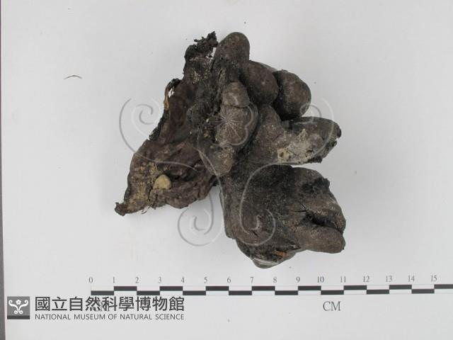 登錄號:F0012896藏品圖，第3張
