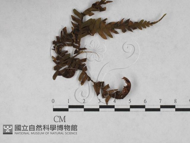 登錄號:F0027896藏品圖，第1張