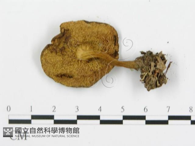 登錄號:F0015896藏品圖，第3張
