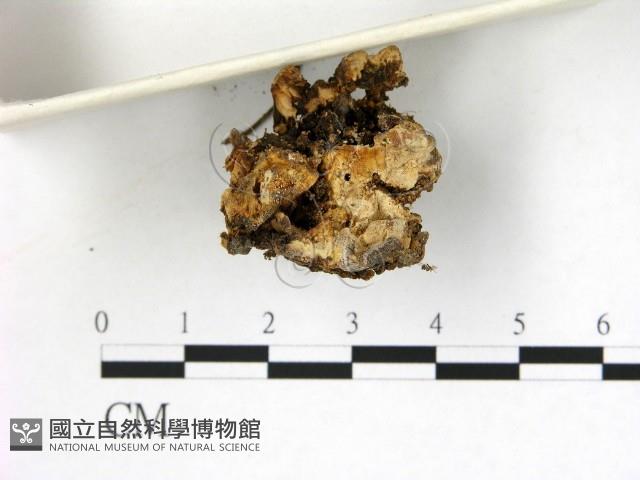 登錄號:F0003896藏品圖，第3張